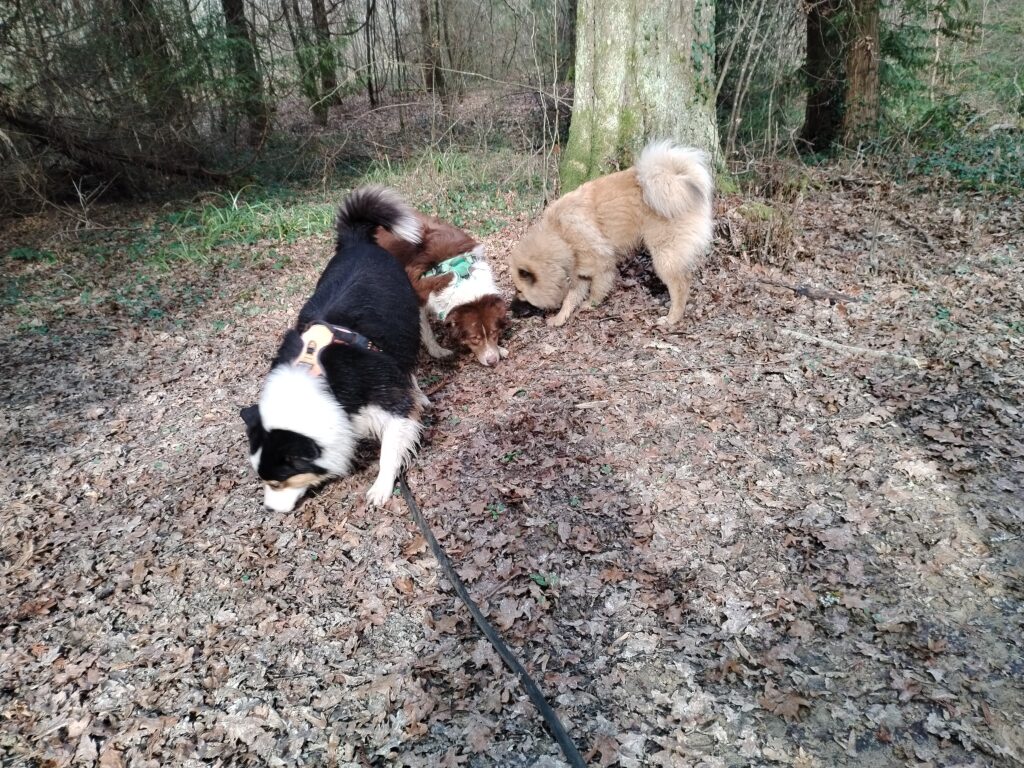 Découvrez le Mantrailling avec votre Chien !!!